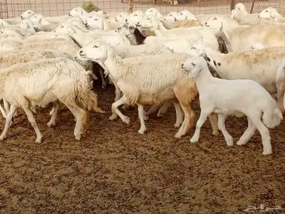 غنم مراح واحد العدد 67 8