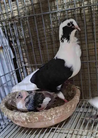 للبيع جوز مكاتيف بربريسي 4