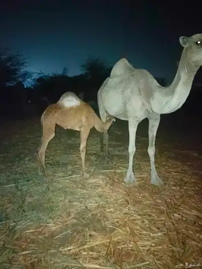 ناقه اركيه للبيع 0