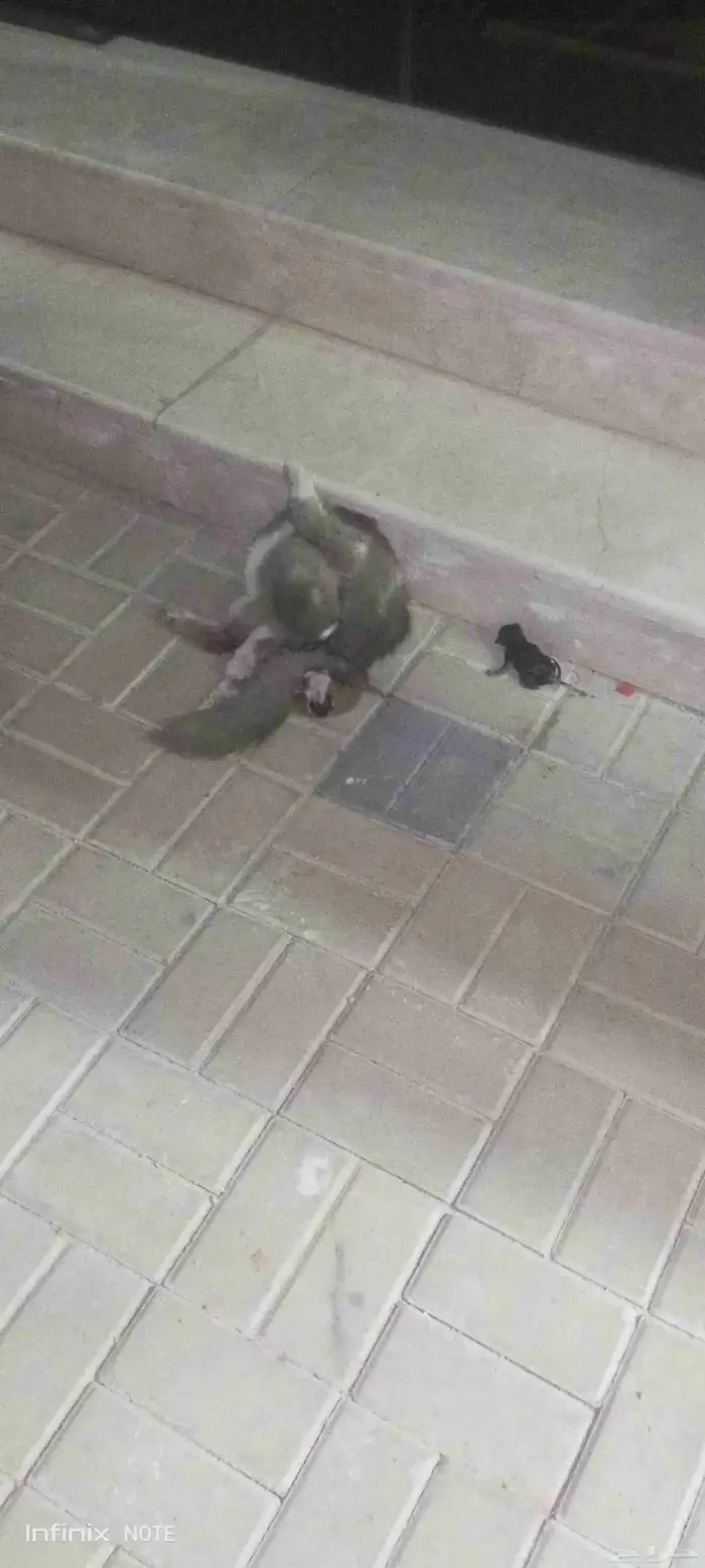 يا جماعة الخير قطو هو وعياله 0