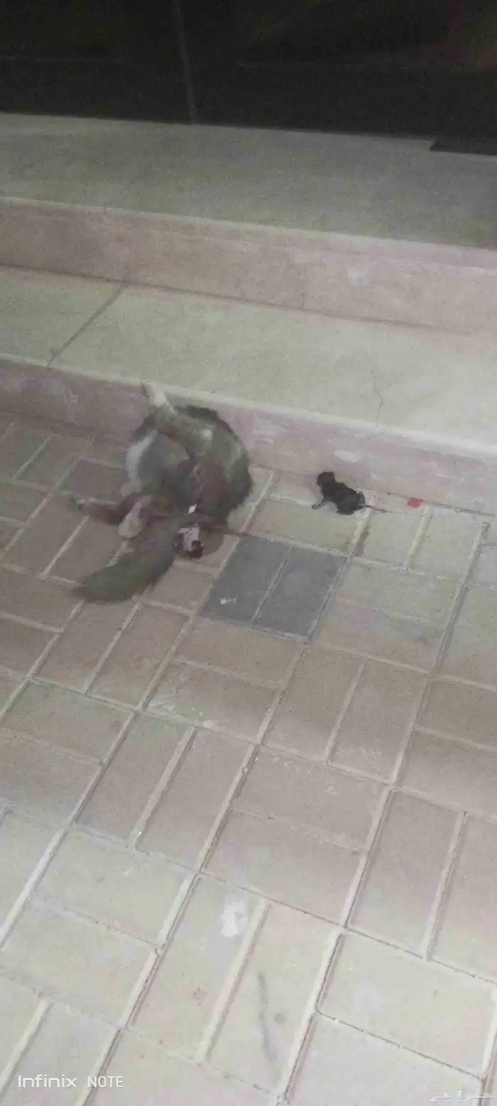 يا جماعة الخير قطو هو وعياله 1