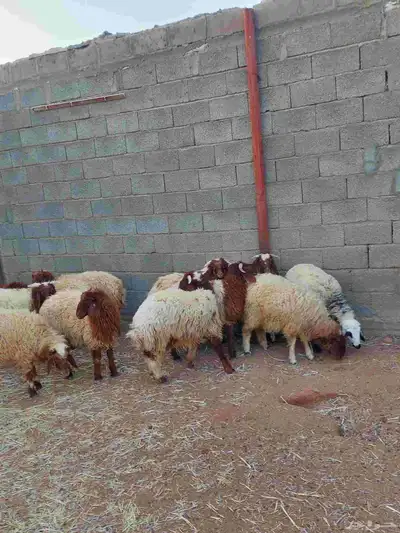 ذبائح للبيع خرفان نعيمي 1