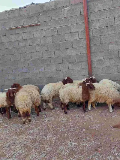 ذبائح للبيع خرفان نعيمي 2