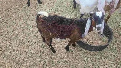 تيس وجفره 3