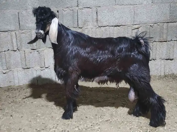 عارضي مشروع فحل صنف 2