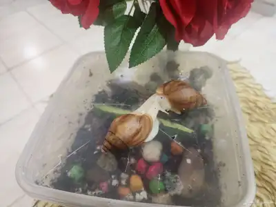 حلزونات طبيه 0