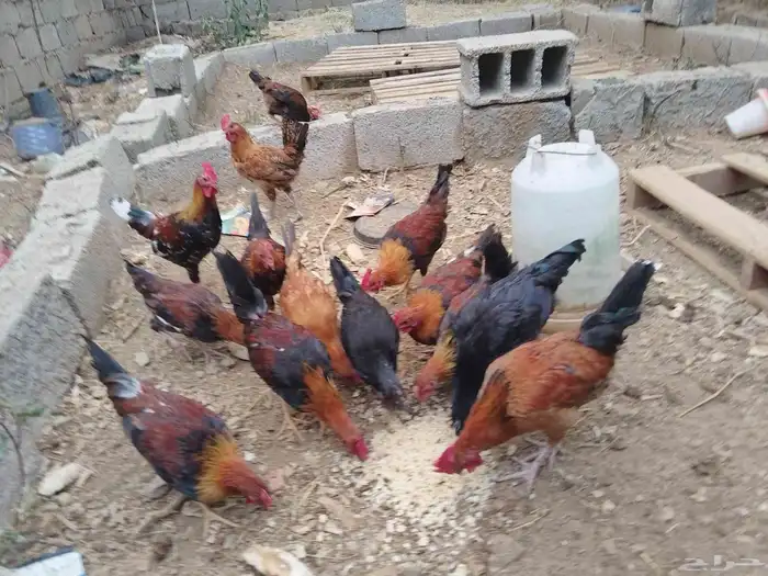 دجاج للبيع 0