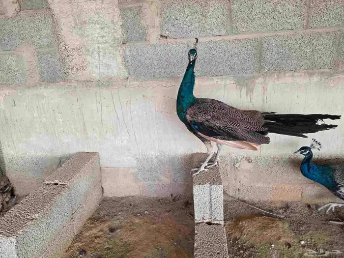 جوز طاؤوس عمرها حول سنه ونص ( طاووس ) 0