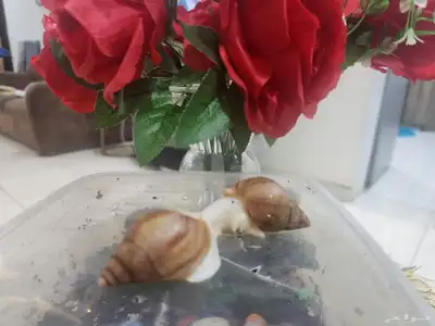 حلزونات طبيه 3