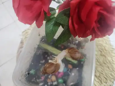 حلزونات طبيه 4