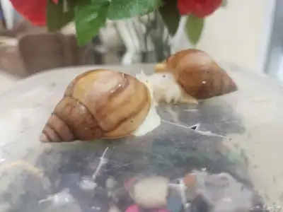 حلزونات طبيه 1