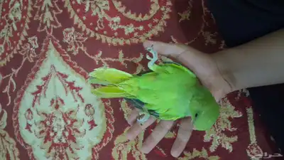 ببغاء دره نهايه غر 6