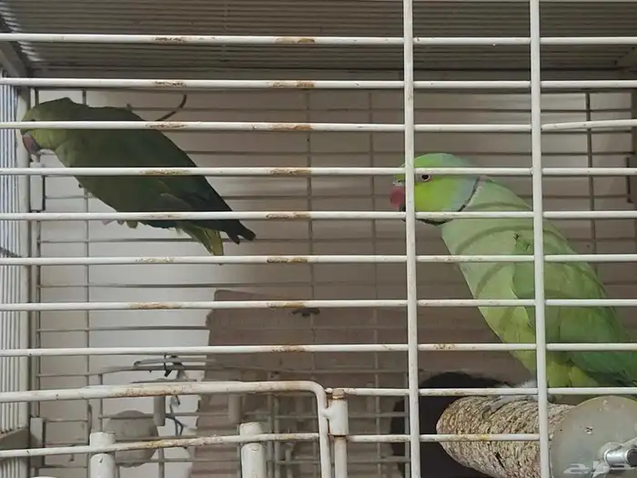 زوج دراه هندي جهازه للنتاج 0