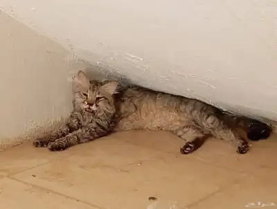 قط مفقود 2