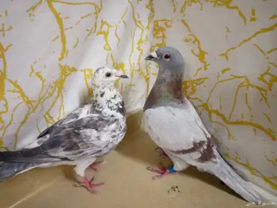 جوز زاجل سباق الذكر جانسن مسرةمحجل والانثى جان اردن بدون حجل 1