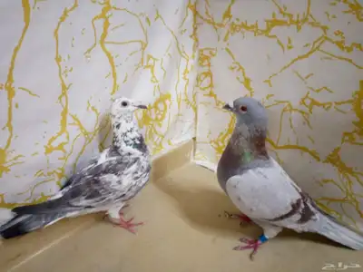 جوز زاجل سباق الذكر جانسن مسرةمحجل والانثى جان اردن بدون حجل 0