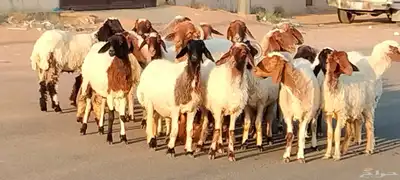 نعيم مقاني العدد 24 مع فحلين جذعه وثنية ورباع 1
