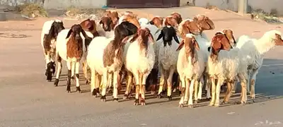 نعيم مقاني العدد 24 مع فحلين جذعه وثنية ورباع 2