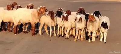 نعيم مقاني العدد 24 مع فحلين جذعه وثنية ورباع 7
