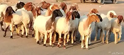 نعيم مقاني العدد 24 مع فحلين جذعه وثنية ورباع 8