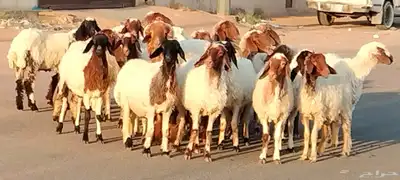 نعيم مقاني العدد 24 مع فحلين جذعه وثنية ورباع 0