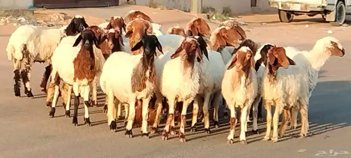 نعيم مقاني العدد 24 مع فحلين جذعه وثنية ورباع 0