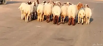 نعيم مقاني العدد 24 مع فحلين جذعه وثنية ورباع 4