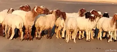 نعيم مقاني العدد 24 مع فحلين جذعه وثنية ورباع 6