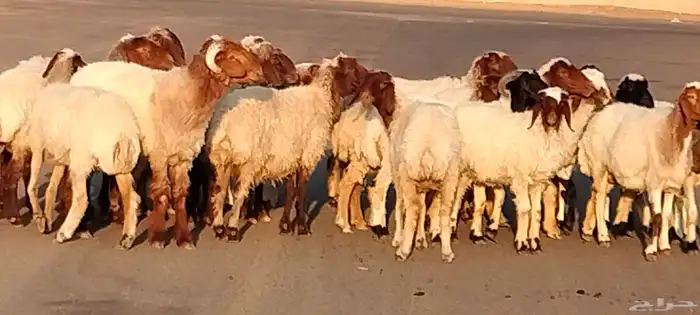 نعيم مقاني العدد 24 مع فحلين جذعه وثنية ورباع 6