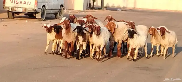 نعيم مقاني العدد 24 مع فحلين جذعه وثنية ورباع 3