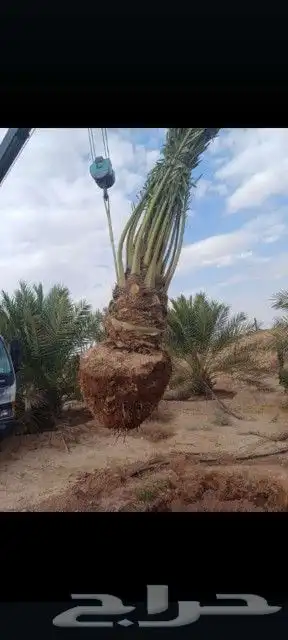 اسلام عليكم ورحمة الله وبركاته يتواجد لدينا نخيل 2