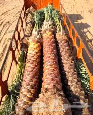 نخل مثمر للبيع سكري اخلاص صقعي سلج غر نخيل عجوه رشودي نبوت 4