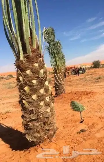 اسلام عليكم ورحمة الله وبركاته يتواجد لدينا نخيل 1