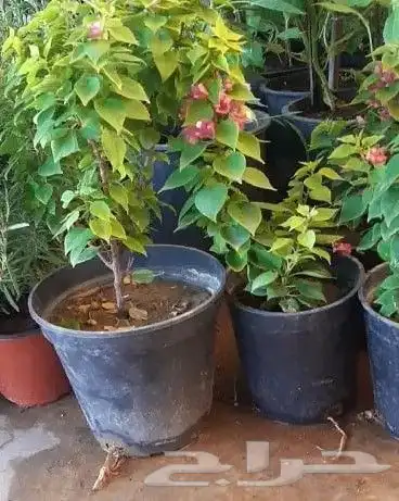 تنسيق الحدائق 11