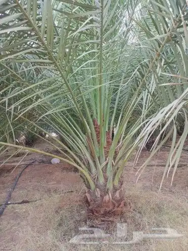 اسلام عليكم ورحمة الله وبركاته يتواجد لدينا نخيل 5