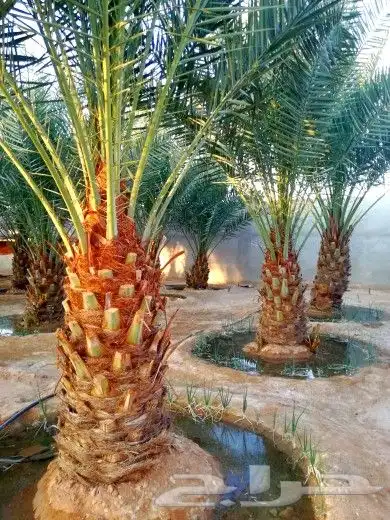 نخل مثمر للبيع سكري اخلاص صقعي سلج غر نخيل عجوه رشودي نبوت 1