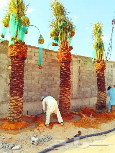 نخل مثمر للبيع سكري اخلاص صقعي سلج غر نخيل عجوه رشودي نبوت 9