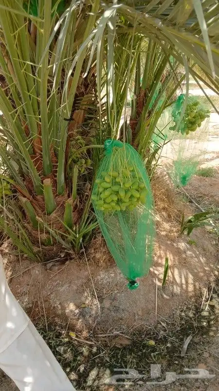 نخل مثمر للبيع سكري اخلاص صقعي سلج غر نخيل عجوه رشودي نبوت 10