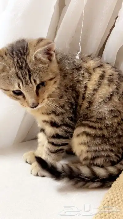 قطط للتبني 0