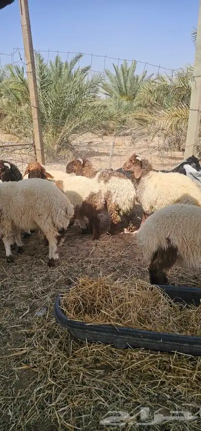 خرفان نعيم 2