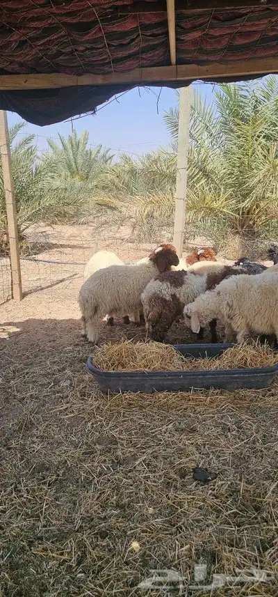 خرفان نعيم 6