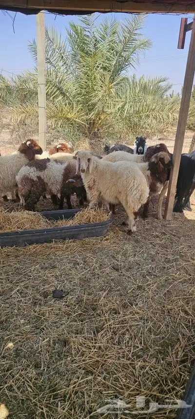 خرفان نعيم 5
