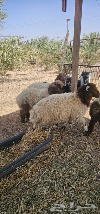 خرفان نعيم 3