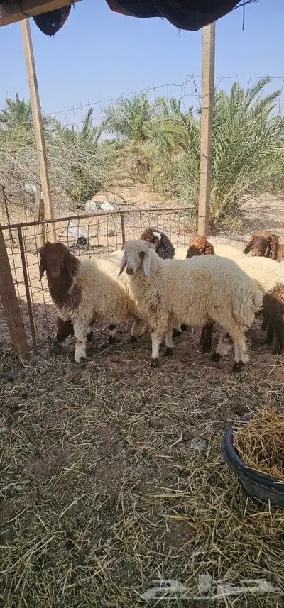 خرفان نعيم 1