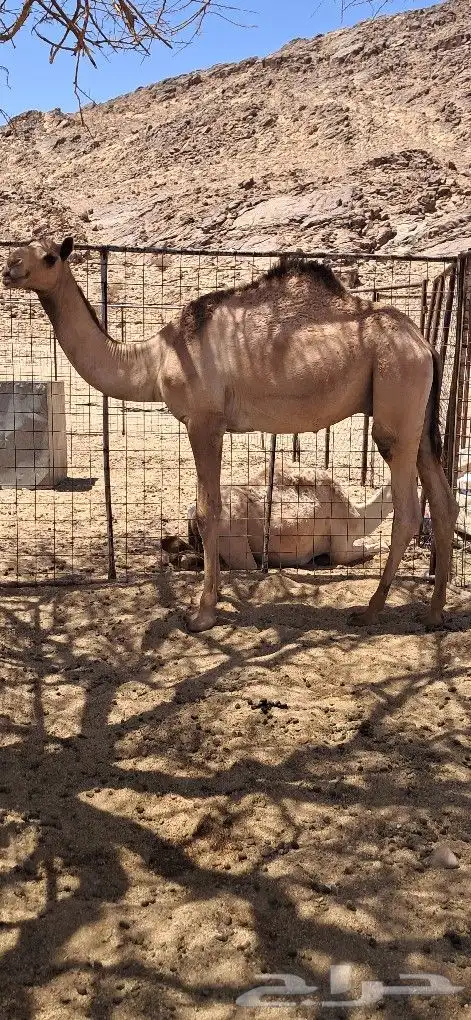 أعرض بكم القعدان صوره حديثه 1