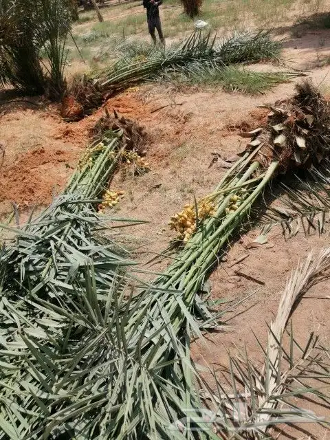 نخل مثمر للبيع سكري اخلاص صقعي سلج غر نخيل عجوه رشودي نبوت 2