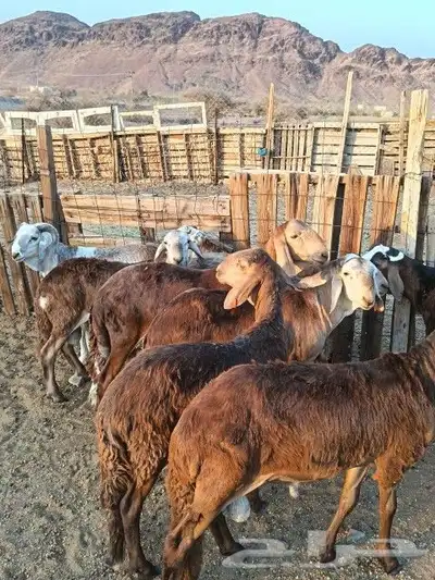 طليان سواكن تربيه 2