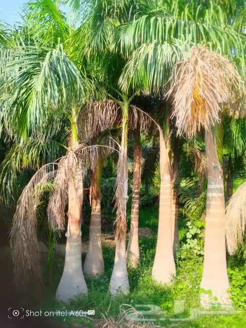 اسلام عليكم ورحمة الله وبركاته يتواجد لدينا نخيل 3