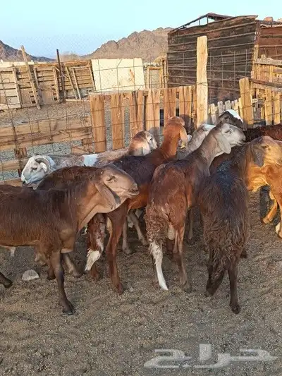 طليان سواكن تربيه 3