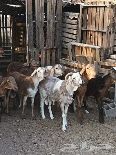 طليان سواكن تربيه 0